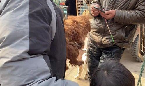 中源果农最新爆料狗哥,狗哥背后的惊人真相